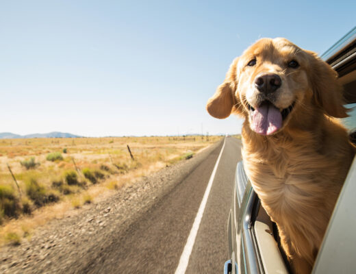 Long trips can be hard on your furry best friend. Make the journey easier with these 10 useful tips for traveling with dogs.
