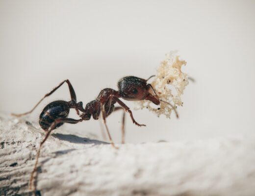 It is important to recognize an ant infestation as soon as it starts. Look out for these 5 major signs that you may have an ant problem in your home or yard.