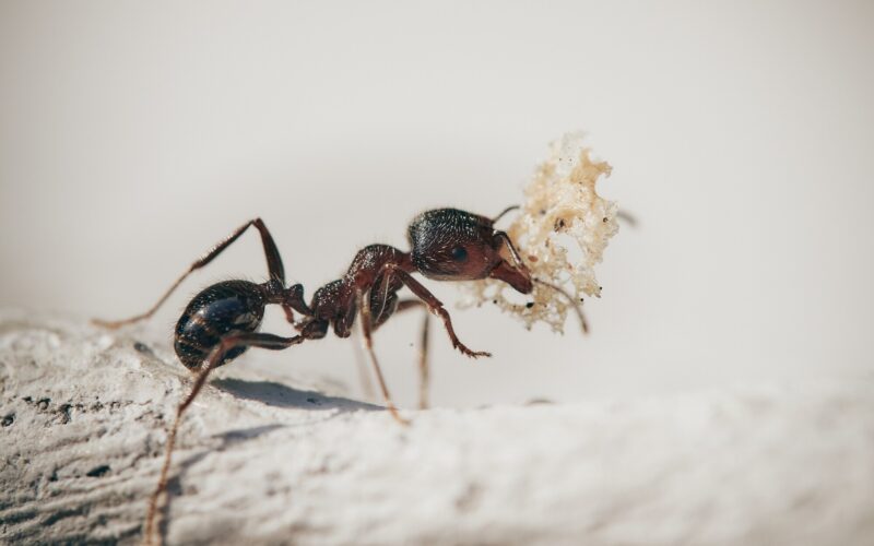It is important to recognize an ant infestation as soon as it starts. Look out for these 5 major signs that you may have an ant problem in your home or yard.